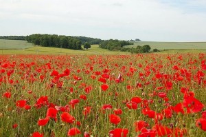 Photo of a field