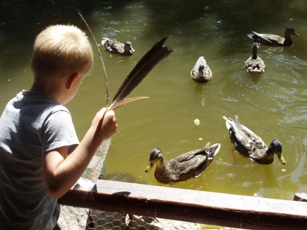 Photograph "Child with Ducks" by Jessica Gleason