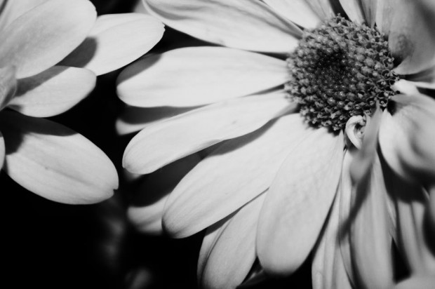 Black and White Flowers, by Rebecca Myers