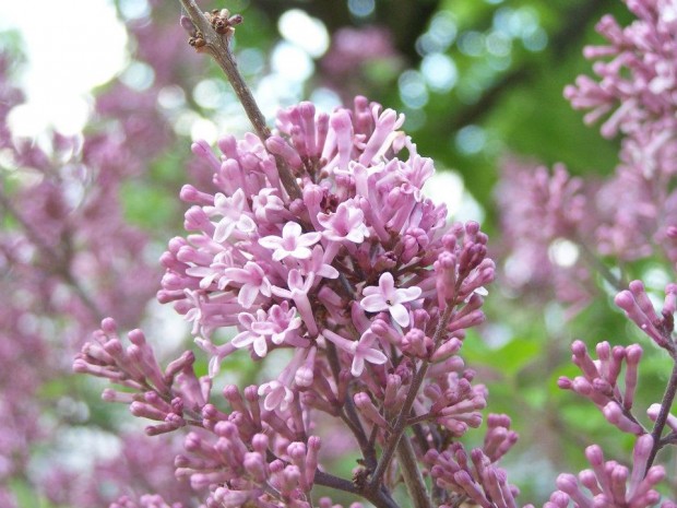 Lilacs in the Light, by Kimberly Niemiec