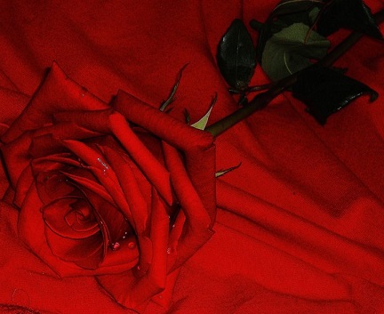 Red Rose, by Rebecca Myers