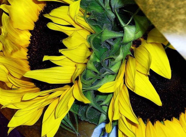 Sunflowers, by Rebecca Meyers